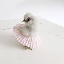Am anfang war übrigens daria meine beste freundin. Chickens In Tutus Is A Thing And They Look Lovely 24 Pics Bored Panda