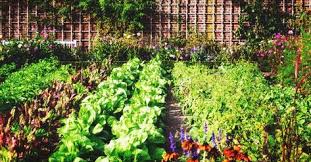 The Fascinating History Of The Victory Garden And How To Create One Today Backyard Vegetable Gardens Vegetable Garden For Beginners Vegetable Garden Design