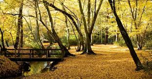 Over 8 miles wide, magnificent epping forest is london's biggest stretch of ancient woodland and perfect for a long day out for fabulous walks and cycling both with kids and without. Epping Forest Highams Park Portal