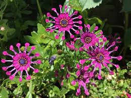 Image result for Osteospermum muricatum