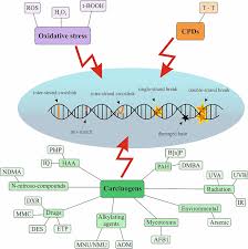 Genoprotective Activities Of Plant Natural Substances In Cancer And Chemopreventive Strategies In The Context Of 3p Medicine Springerlink