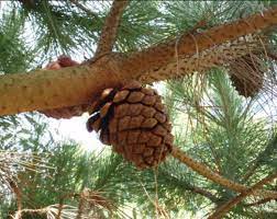 Arbol è un'azienda della provincia di milano gestita da tre generazioni dalla famiglia schipani. Pinones Propiedades Nutricionales Y Para Que Son Buenos