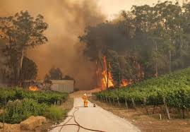 The cherry gardens fire was contained on monday after burning through about 2500 hectares of scrub and farmland. South Australia S Bushfire Affected Vineyards Need Your Help