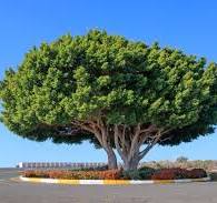 Ficus microcarpa - Wikipedia