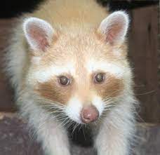 Til Raccoons Can Come In Different Colors A Red Raccoon Cute Raccoon Cute Animals Weird Animals