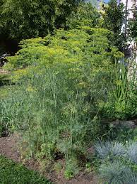 Sow the seeds in the ground where you want the dill to grow during the spring. Mammoth Dill I Always Grow Dill In My Garden It S Easy I Love The Smell And I Use It To Make Homemade Dill Pi Habitat Garden Garden Makeover Garden Whimsy