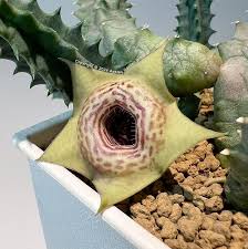 Image result for Huernia erectiloba