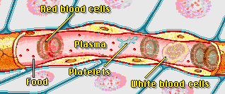 The Circulatory System Multiple Choice Questions