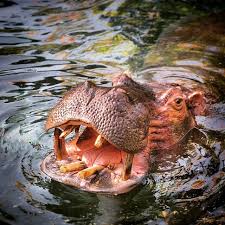 Nilpferd Ganz Nah Beim Wildafrikatrek Im Animalkingdom Freizeitpark Orlando Wdw Disney Waltdisneyworld Hippo Animalpi Hippopotamus Instagram Animals