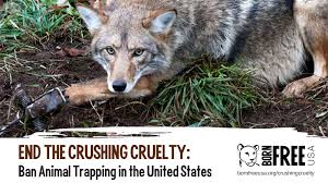 Crushing Cruelty: Animal Trapping in the United States | Born Free USA