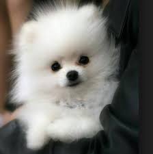 Check spelling or type a new query. Pomeranian Kaufen Pets Lovers