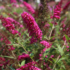 Image result for buddleia davidii