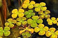 Image result for Marsilea villifolia