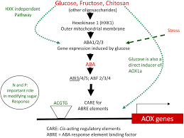 Frontiers Unraveling The Initial Plant Hormone Signaling