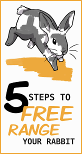 5 Steps To Free Roam A Pet Rabbit In Your Home Pet Bunny Rabbits Pet Rabbit Pet Bunny