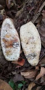 Image result for Scorodophloeus