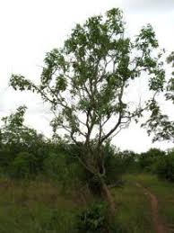 Image result for Crossopteryx