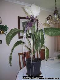 Pods should be allowed to mature and dry right on the plant for the best chance of germination. Pin By Laura Pole Tree On Plants For The House Bat Flower Plants Indoor Flowers