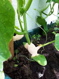 In Meinem Hochbeet Hat Sich Ein Ganz Grauslicher Pilz Breit Gemacht Ist Der Gefahrlich Oder Was Soll Ich Dagegen Machen Biogartner