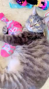 We may receive a share from purchases made via links on this page. Michigan Animal Rescue League Home Facebook