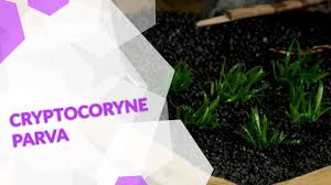 Posted on январь 6, 2016 | leave a comment. Cryptocoryne Parva Der Zwergwasserkelch Fur Aquarium Aquascaping Youtube