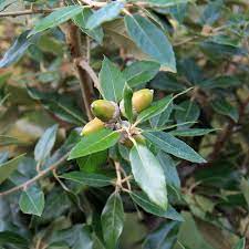Check spelling or type a new query. Quercus Ilex Holm Evergreen Oak Tree Mail Order Trees