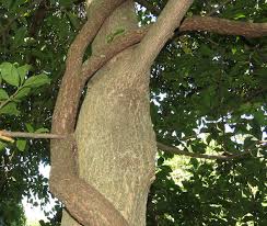 Check spelling or type a new query. Vines At The Fwg Ofnc