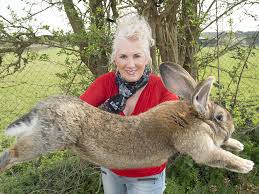 In some cases, however, the only viable option is to use herbicidal spray. United Airlines Enormous Rabbit Dies Mysteriously Aboard Flight In Fresh Controversy For Carrier The Independent The Independent