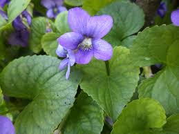 Maybe you would like to learn more about one of these? How To Get Rid Of Violets In Your Lawn Tomlinson Bomberger