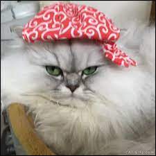 Cat Gif When Your Fluffy Cat Is A Super Fashion Victim Wearing Hats And Sunglasses Yep L Love To Wear Funny Hats And Crazy Su Animaux Droles Animaux Drole