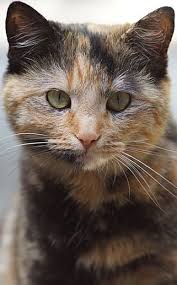 The tortoiseshell isn't a cat breed but rather a coat coloring of cats. The Tortoiseshell Cat Cat Breeds Encyclopedia