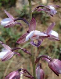 Image result for Eulophia hians