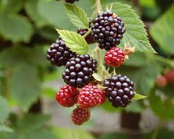 Sie gelangte aus ihrer heimat, dem kaukasus, als. Brombeeren Pflanzung Pflege Und Tipps Mein Schoner Garten