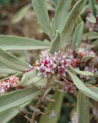 Image result for Cuscuta approximata