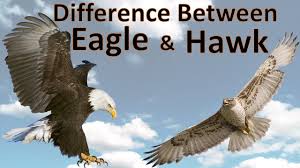 Difference Between Eagle And Hawk Hawk Vs Eagle Comparison