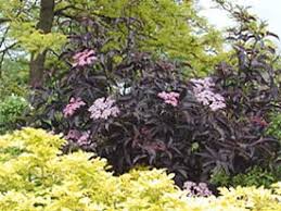 Black lace elder goldenlocks elder morden golden glow elder. Edible Landscaping Edible Of The Month Elderberry Garden Org