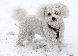 How Long Does A Bichon Frise Live Bichon Frise Lifespan