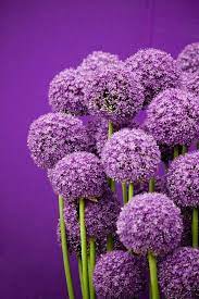 die lila blumen sind symbol der weiblichkeit archzine lila blumen lila garten lila pflanzen