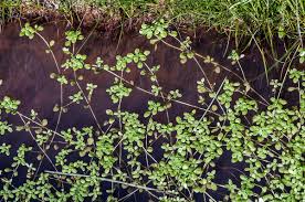 Image result for Callitriche