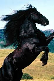 Beautiful Black And White Mustang Horse Black Stallion Absolutely Gorgeous And My Dream Pet Horses Animals Beautiful Horse Wallpaper