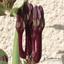 Image result for Ceropegia filipendula