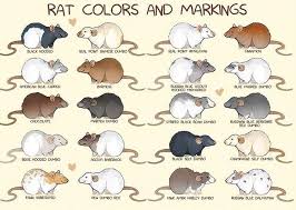 Small Animal Products Pet Mice Pet Rodents Dumbo Rat
