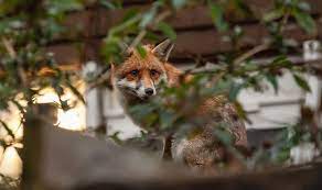 Check spelling or type a new query. Should You Feed Foxes In Your Garden Are Foxes Dangerous Nature News Express Co Uk