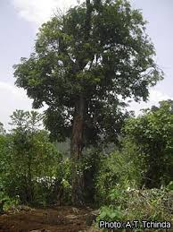 Image result for Entandrophragma delevoyi