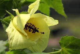 Image result for Hibiscus ludwigii