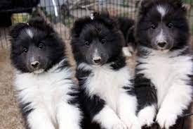 Beautiful Shelties Sheltie Dogs Sheltie Shetland Sheepdog