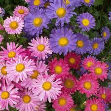 According to color theory, harmonious color combinations use any two colors opposite each other on the color wheel, any three colors equally spaced around the color wheel forming a triangle, or any colors are important to make your presentations look good, but not everyone has a good sense of… China Aster Seeds Single Mix Flower Seeds In Packets Bulk Eden Brothers