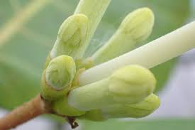 Image result for Guettarda