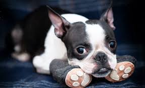 The dog horoscope 2021 presages lucky year, a year full of energy, a year when the dog natives will get involved in many different activities. 8 Best Booties For Dogs 2021 Reviews Protecting Your Pup S Paws