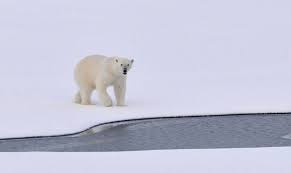 kuresel isinmanin dunya icin buyuk bir tehdit olusturdugunu artik herkes kabul ediyor buzullarin hizla erimesi sadece kutu polar bear white polar bear polar